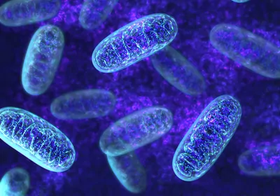 Illustration of blue shiny mitochondria 
